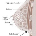 Inframammary fold – د تیانو لاندې ګونجې