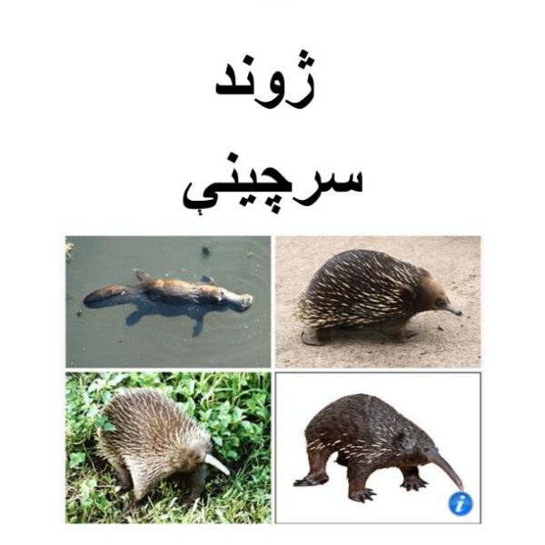 د ژوند سر چینې