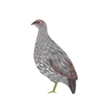 Djibouti spurfowl – د جیبوټي تنزری