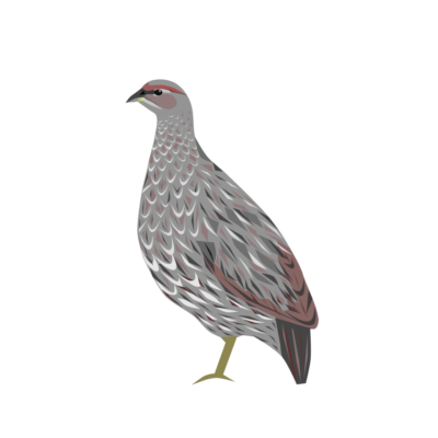 Djibouti spurfowl – د جیبوټي تنزری